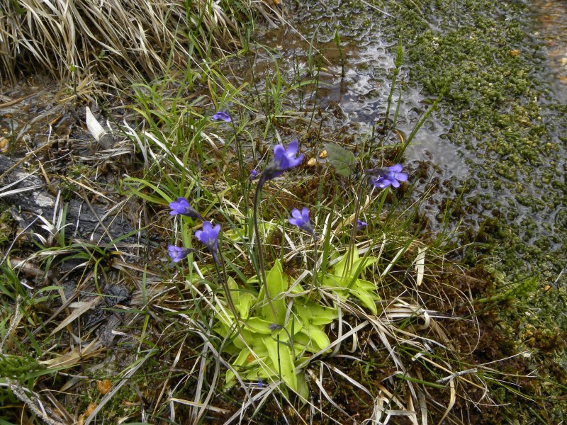 Pinguicula sp. (Lamiales - Lentibulariaceae)